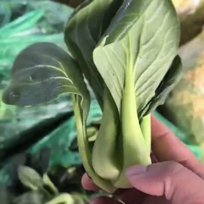 【大量上市】优选上海青小青菜坏烂包赔诚信经营保质保量