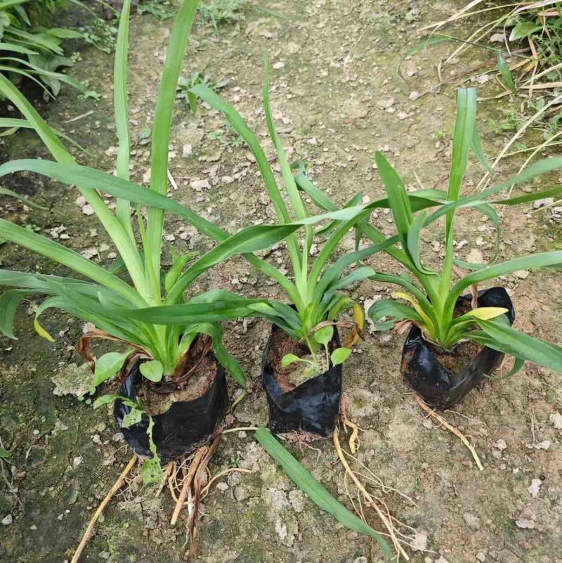 大花萱草福建漳州场地直销大花萱草