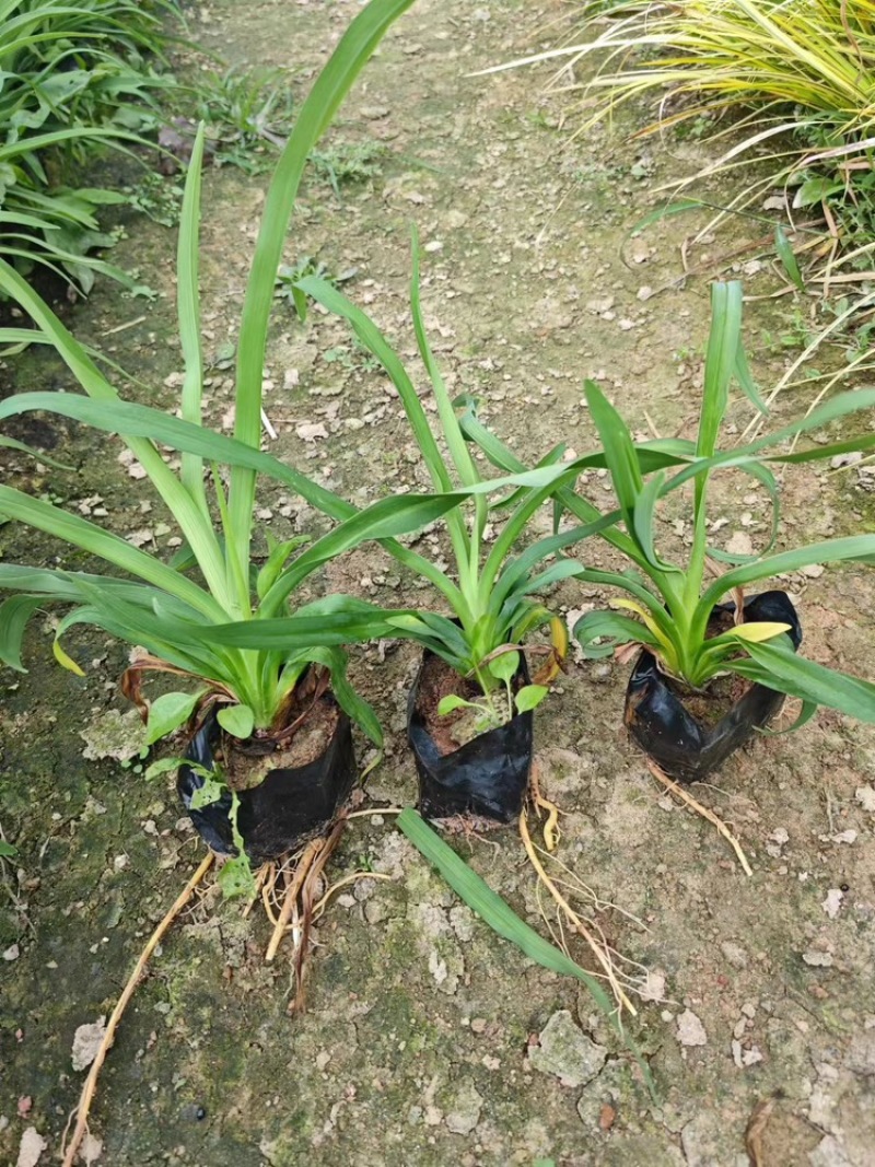 大花萱草福建漳州场地直销大花萱草