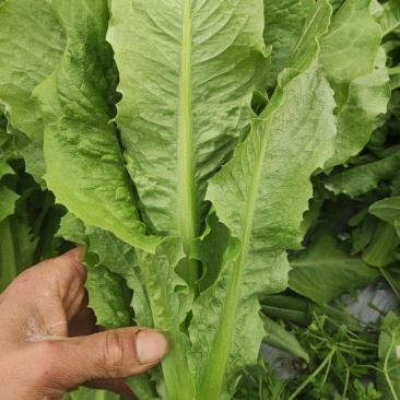 四川新鲜油麦菜时令蔬菜农家自种现摘现发蔬菜批发