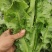 四川新鲜油麦菜时令蔬菜农家自种现摘现发蔬菜批发