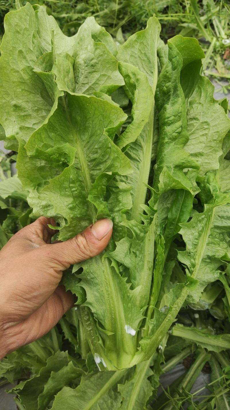 四川新鲜油麦菜时令蔬菜农家自种现摘现发蔬菜批发