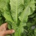 四川新鲜油麦菜时令蔬菜农家自种现摘现发蔬菜批发