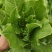 四川新鲜油麦菜时令蔬菜农家自种现摘现发蔬菜批发