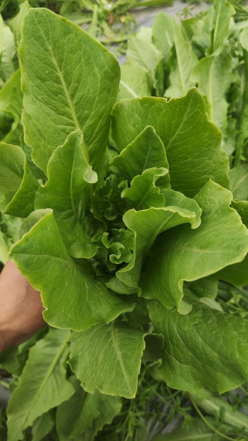 四川新鲜油麦菜时令蔬菜农家自种现摘现发蔬菜批发