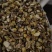 石斛黄草石斛泽润中药批发零售各种中药材