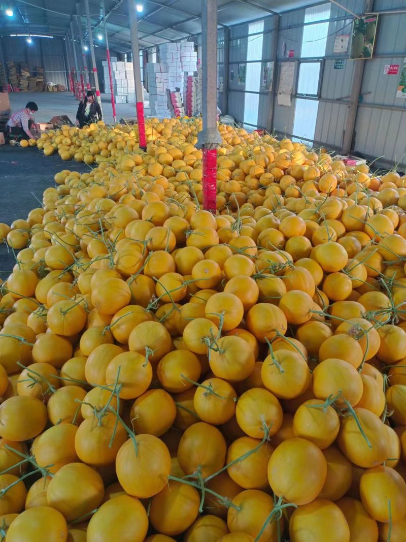 精品甜瓜久红瑞甜瓜量大从优质量保证欢迎咨询