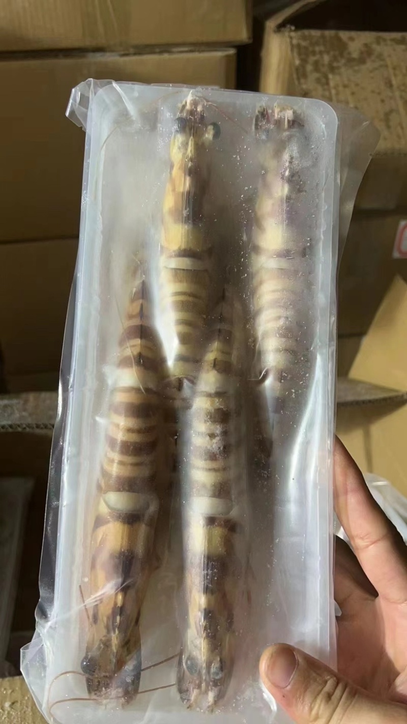 深海海捕大斑节虾竹节虾九节虾花虾餐厅酒店排档批发