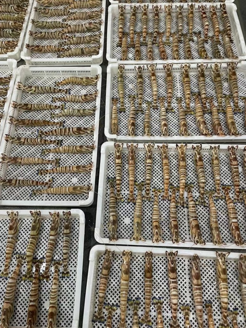 深海海捕大斑节虾竹节虾九节虾花虾餐厅酒店排档批发