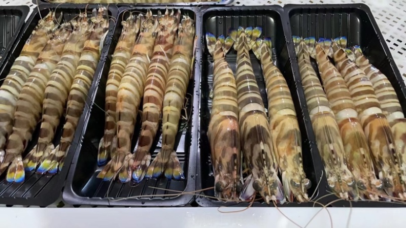 深海海捕大斑节虾竹节虾九节虾花虾餐厅酒店排档批发