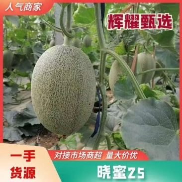 晓蜜25哈密瓜万亩甜瓜产区直发承接商超电商社团代发全国