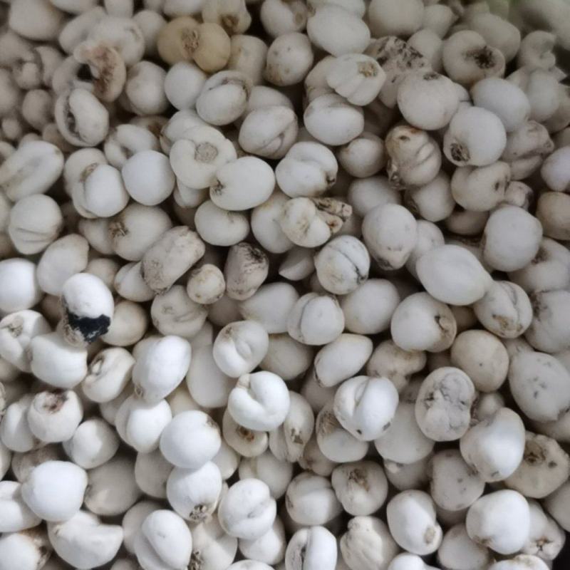 贝母东北平贝母豆贝规格齐全泽润中药批发