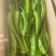 【精品】黄皮尖椒，鲜辣椒大量供应，广东徐闻县产地直发保质