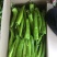 【精品】黄皮尖椒，鲜辣椒大量供应，广东徐闻县产地直发保质