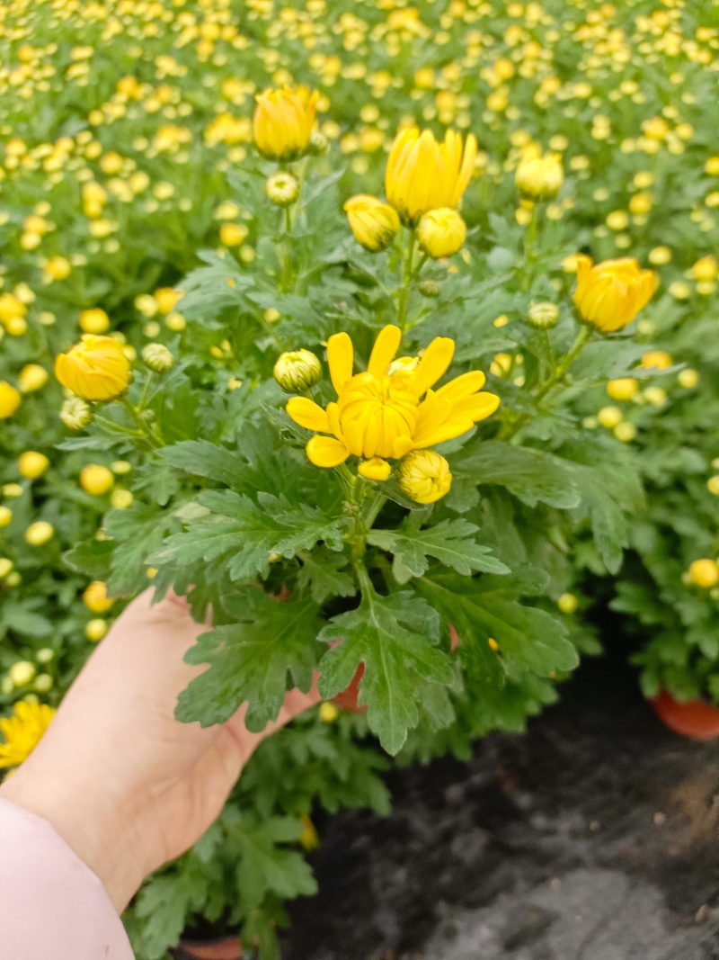 清明菊花，龙爪菊，黄白菊，荷兰菊，质量优，性价比高，全国