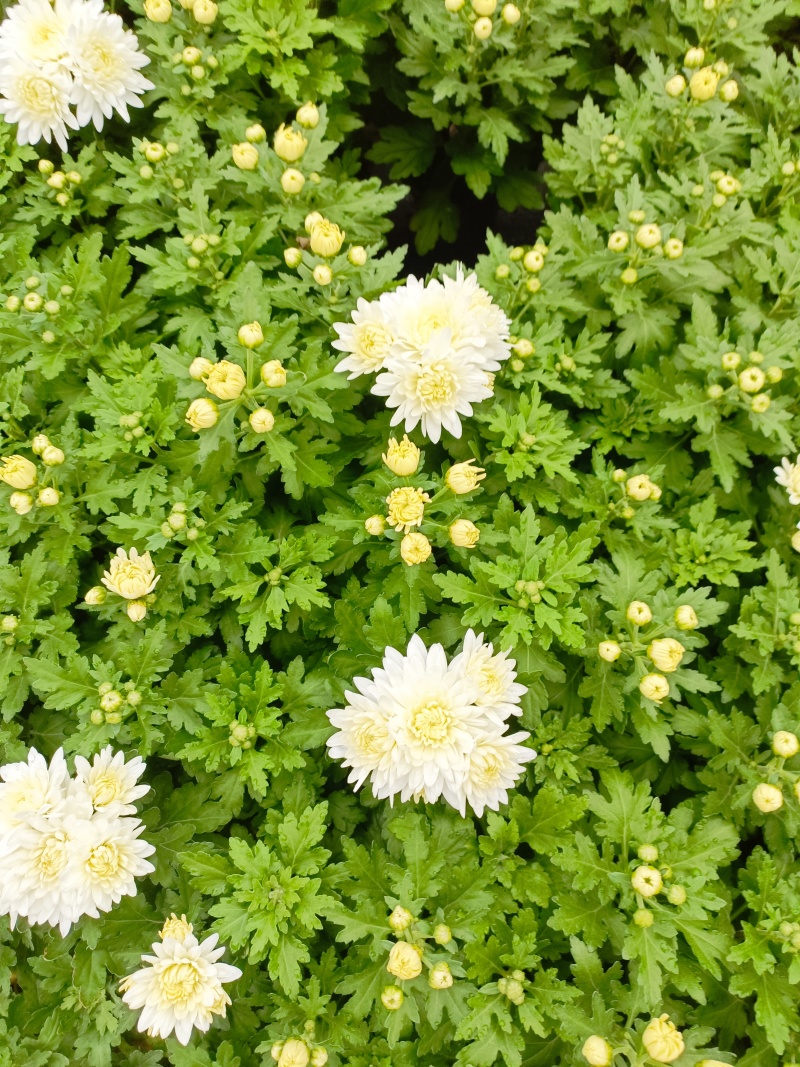 清明菊花，龙爪菊，黄白菊，荷兰菊，质量优，性价比高，全国