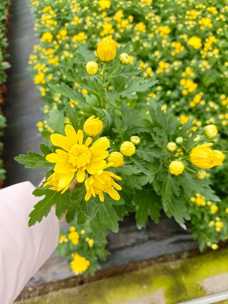 清明菊花，龙爪菊，黄白菊，荷兰菊，质量优，性价比高，全国
