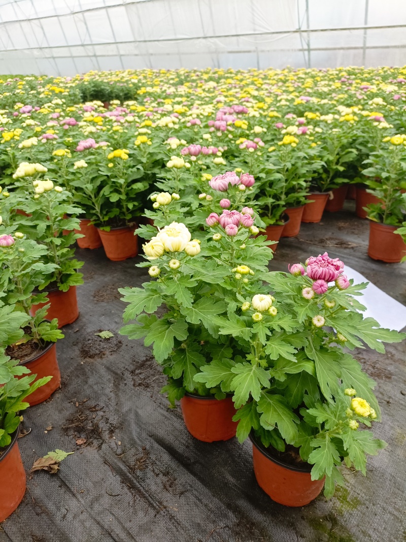 清明菊花，龙爪菊，黄白菊，荷兰菊，质量优，性价比高，全国