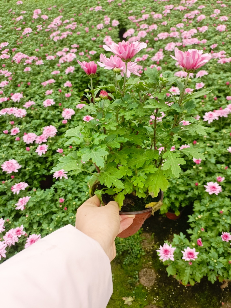 清明菊花，龙爪菊，黄白菊，荷兰菊，质量优，性价比高，全国