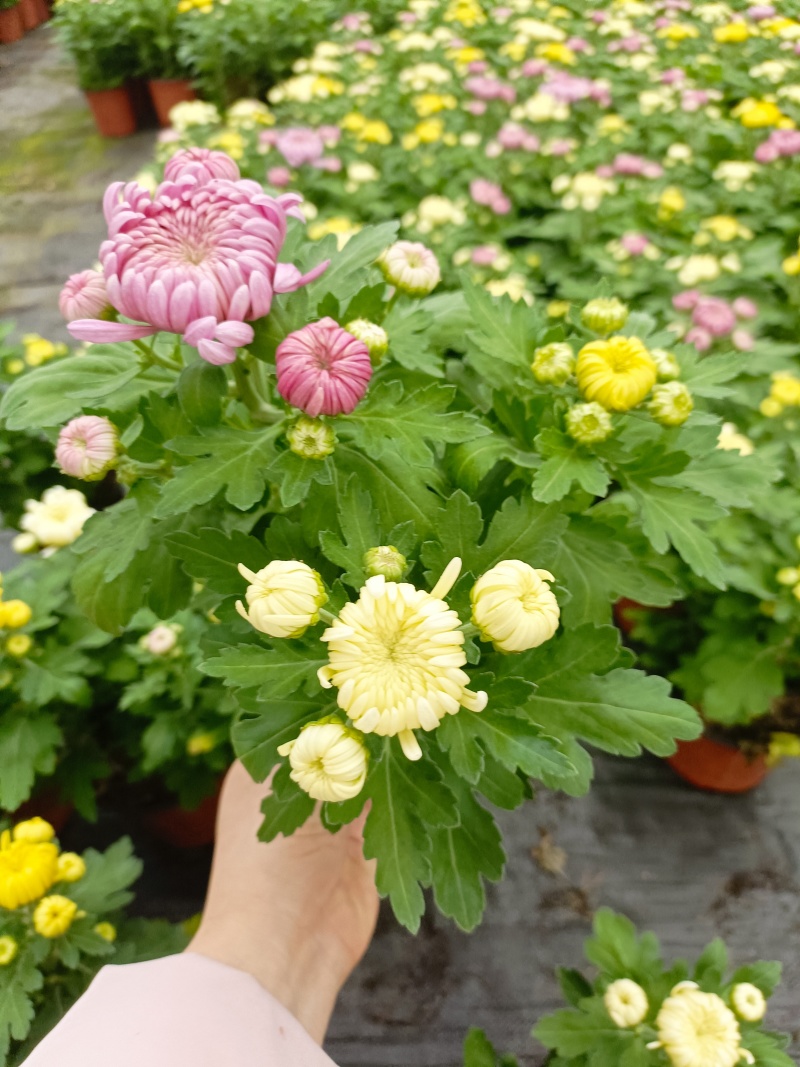 清明菊花，龙爪菊，黄白菊，荷兰菊，质量优，性价比高，全国