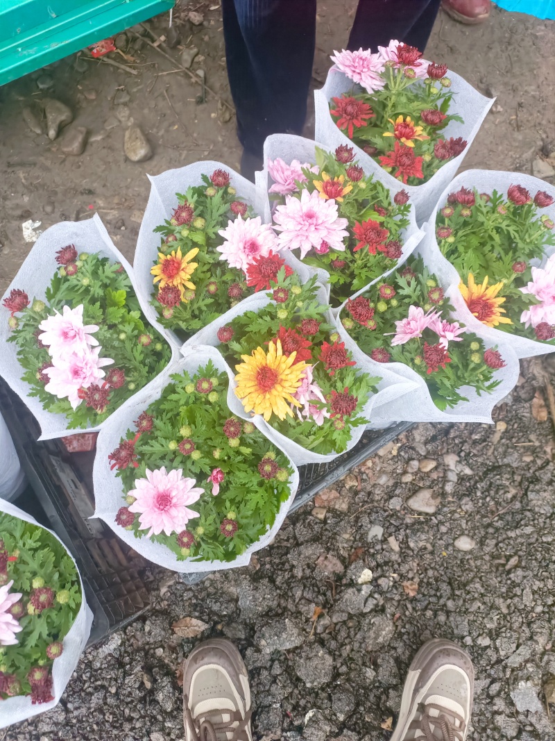 清明菊花，龙爪菊，黄白菊，荷兰菊，质量优，性价比高，全国