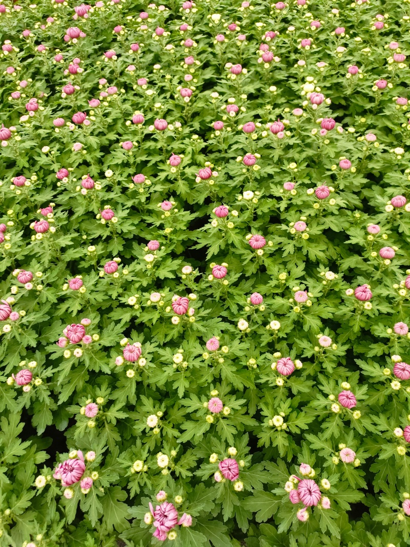 清明菊花，龙爪菊，黄白菊，荷兰菊，质量优，性价比高，全国