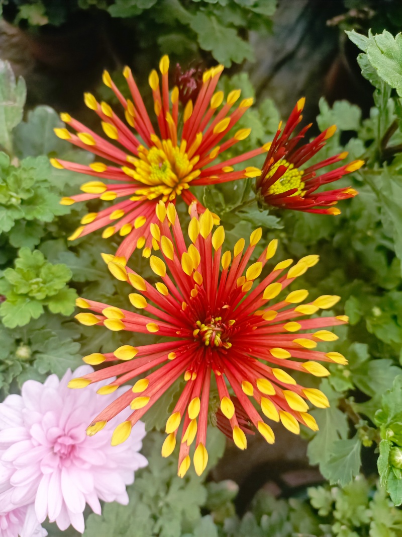 清明菊花，龙爪菊，黄白菊，荷兰菊，质量优，性价比高，全国