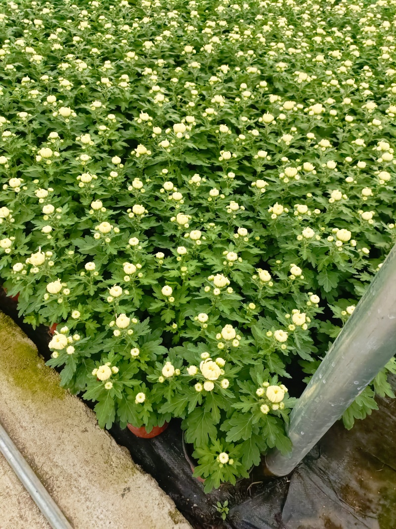 清明菊花，龙爪菊，黄白菊，荷兰菊，质量优，性价比高，全国