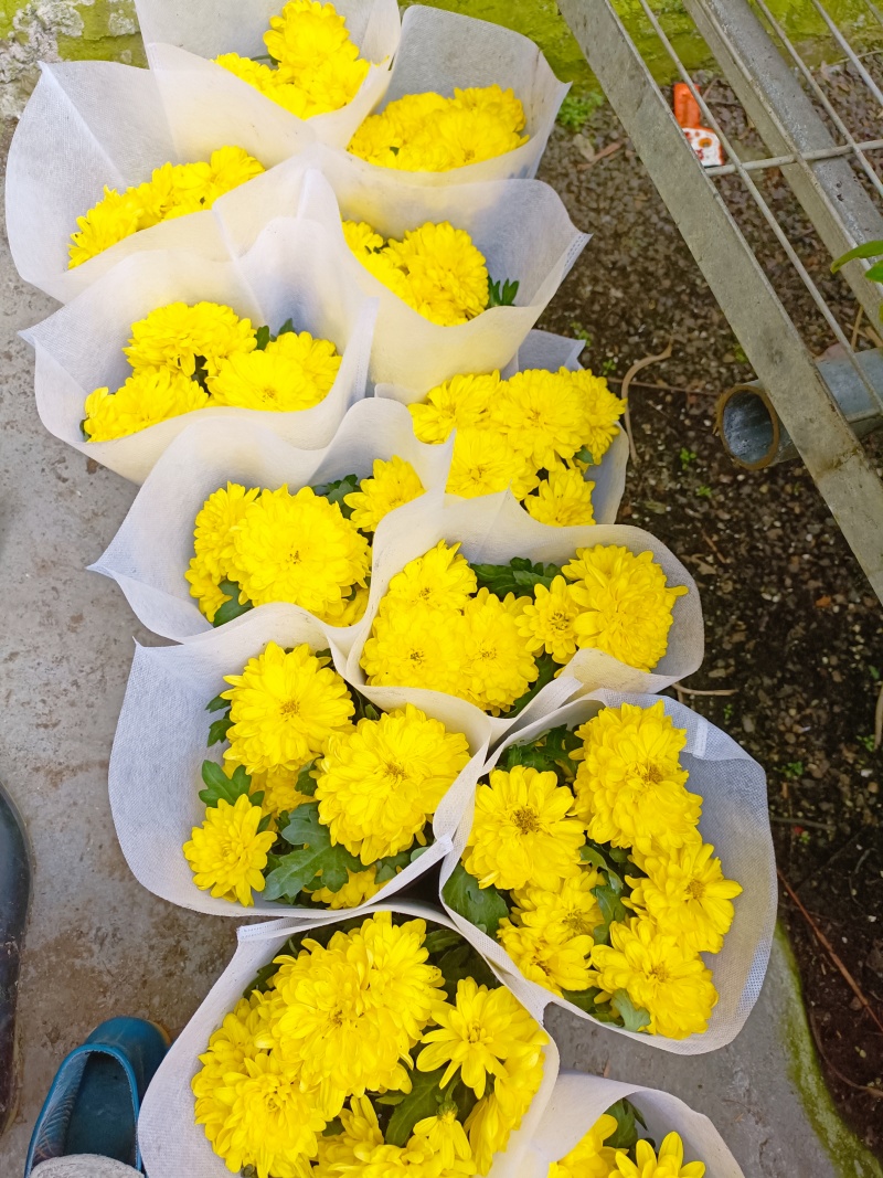 清明菊花，龙爪菊，黄白菊，荷兰菊，质量优，性价比高，全国