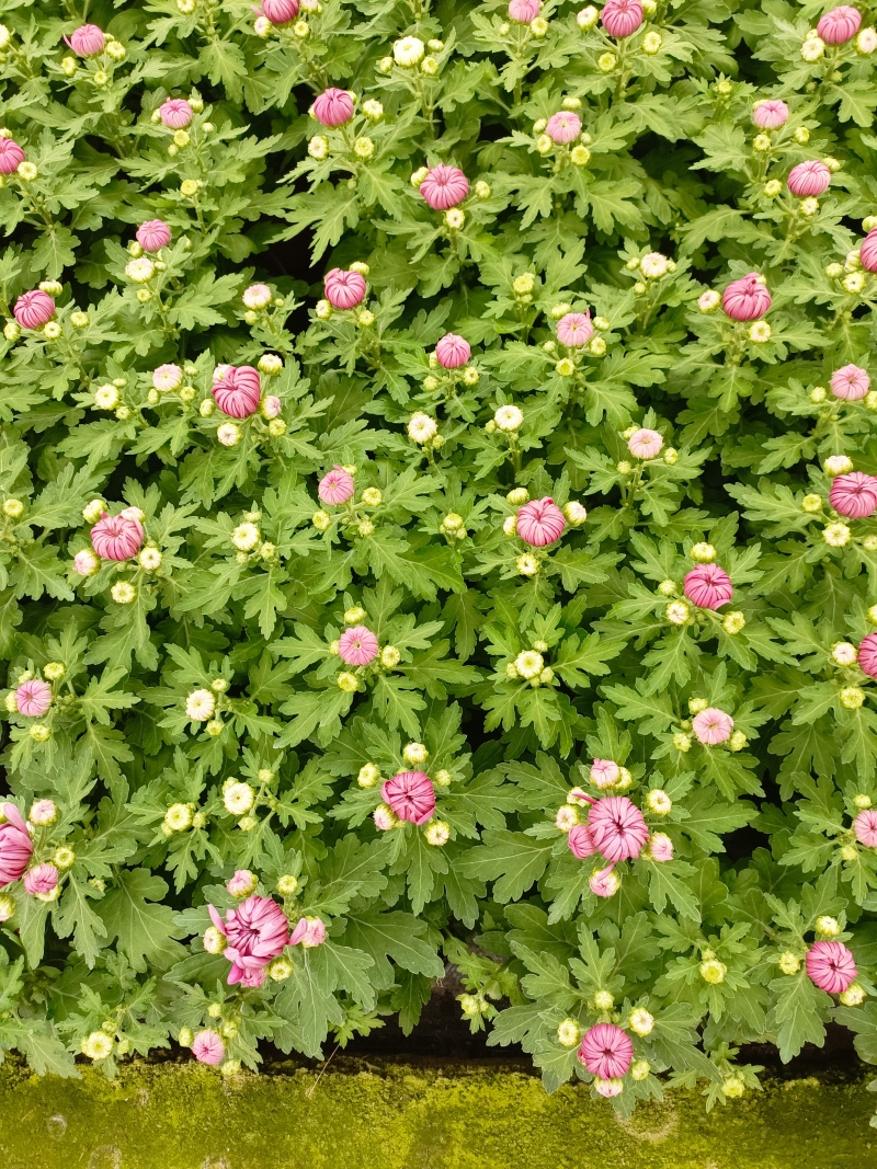 清明菊花，龙爪菊，黄白菊，荷兰菊，质量优，性价比高，全国