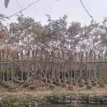 大叶紫薇