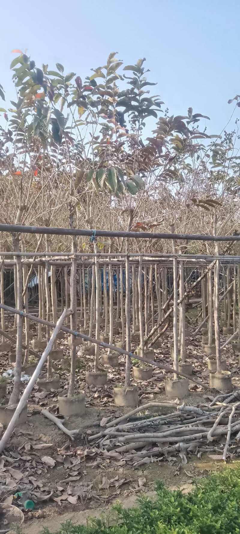 大叶紫薇