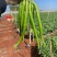 8号线椒大量走货，新鲜直发，货源充足，品种齐全广东徐闻发
