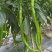 8号线椒大量走货，新鲜直发，货源充足，品种齐全广东徐闻发