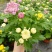 清明菊花，龙爪菊，黄白菊，荷兰菊，质量优，性价比高，全国