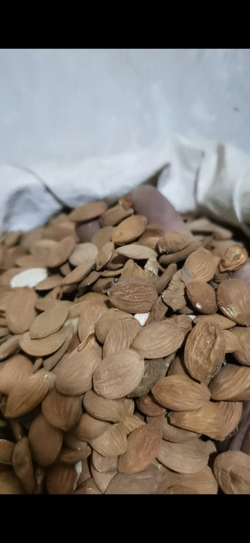 桃仁颗粒饱满好桃仁泽润中药批发零售各种中药材