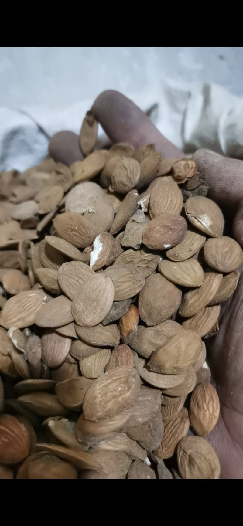 桃仁颗粒饱满好桃仁泽润中药批发零售各种中药材