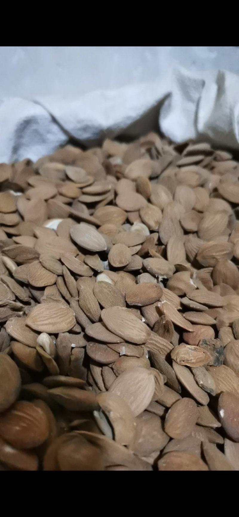桃仁颗粒饱满好桃仁泽润中药批发零售各种中药材