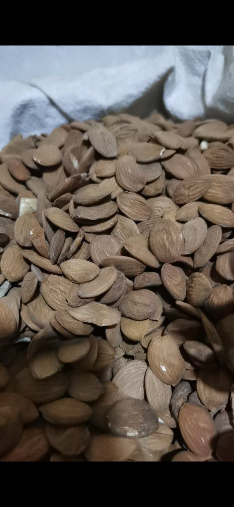 桃仁颗粒饱满好桃仁泽润中药批发零售各种中药材