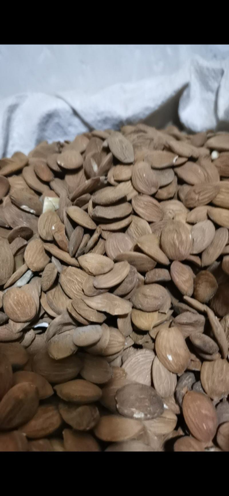 桃仁颗粒饱满好桃仁泽润中药批发零售各种中药材