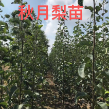 秋月梨苗杜梨根系，规格齐全量大价优品种保证