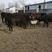 东北牛中转站全国出货有西门塔尔安格斯买牛犊送高产牧草草种