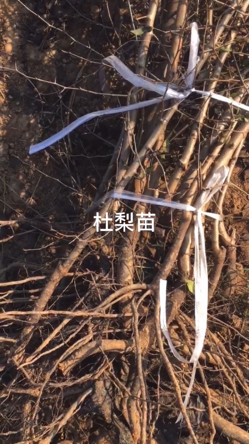 河北辛集0.8以上移栽杜梨苗大量供应中，基地直发欢迎咨询
