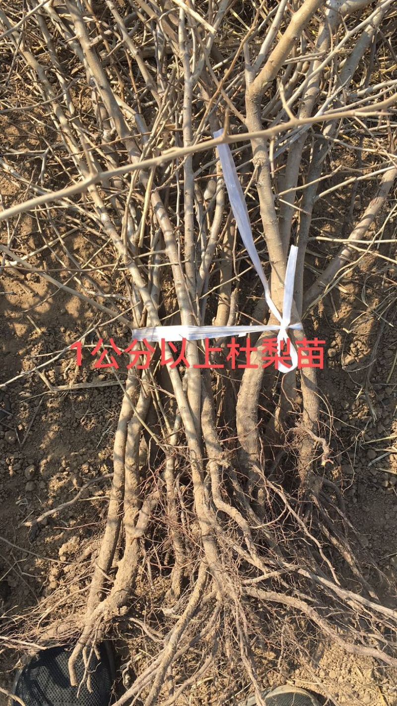 河北辛集0.8以上移栽杜梨苗大量供应中，基地直发欢迎咨询