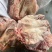 3-5斤无耳头厂家直销量大从优欢迎来电咨询