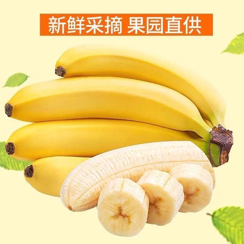 广西高山香蕉威廉斯香蕉现摘发货软糯香甜支持一件代发
