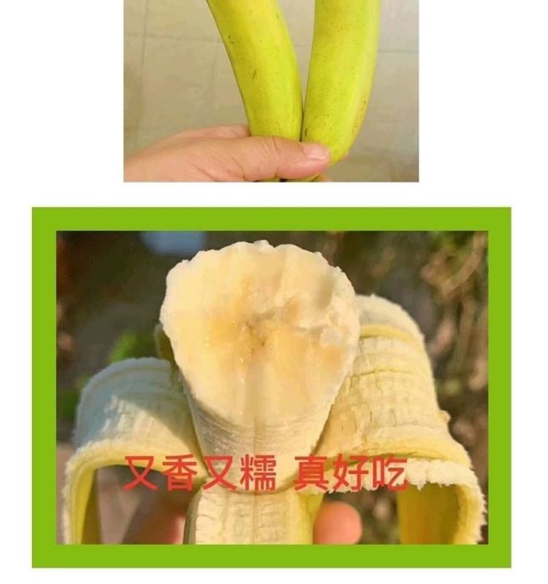 广西高山香蕉威廉斯香蕉现摘发货软糯香甜支持一件代发