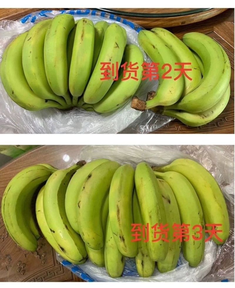 广西高山香蕉威廉斯香蕉现摘发货软糯香甜支持一件代发