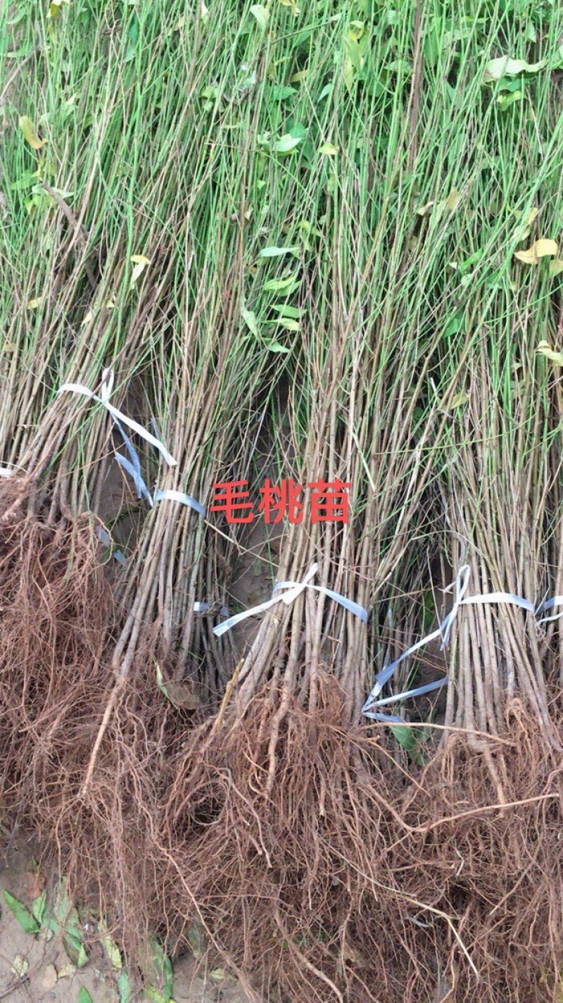 【有好货】出售1年生毛桃苗大量供应，也可定向嫁接