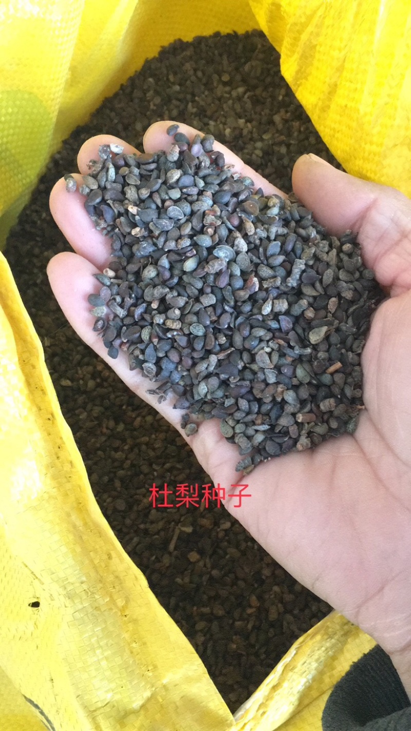 杜梨种子新下来的，发芽率高，春季供沙藏好的